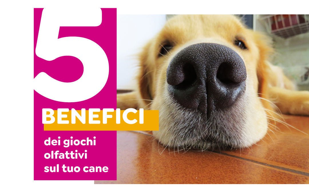 I 5 Benefici dell'Attività Olfattiva per il Tuo Cane: Come Migliorare il Benessere del Cane con i Giochi Olfattivi - Skillypez