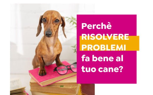 Problem solving! Perchè risolvere problemi fa bene al tuo cane? - Skillypez